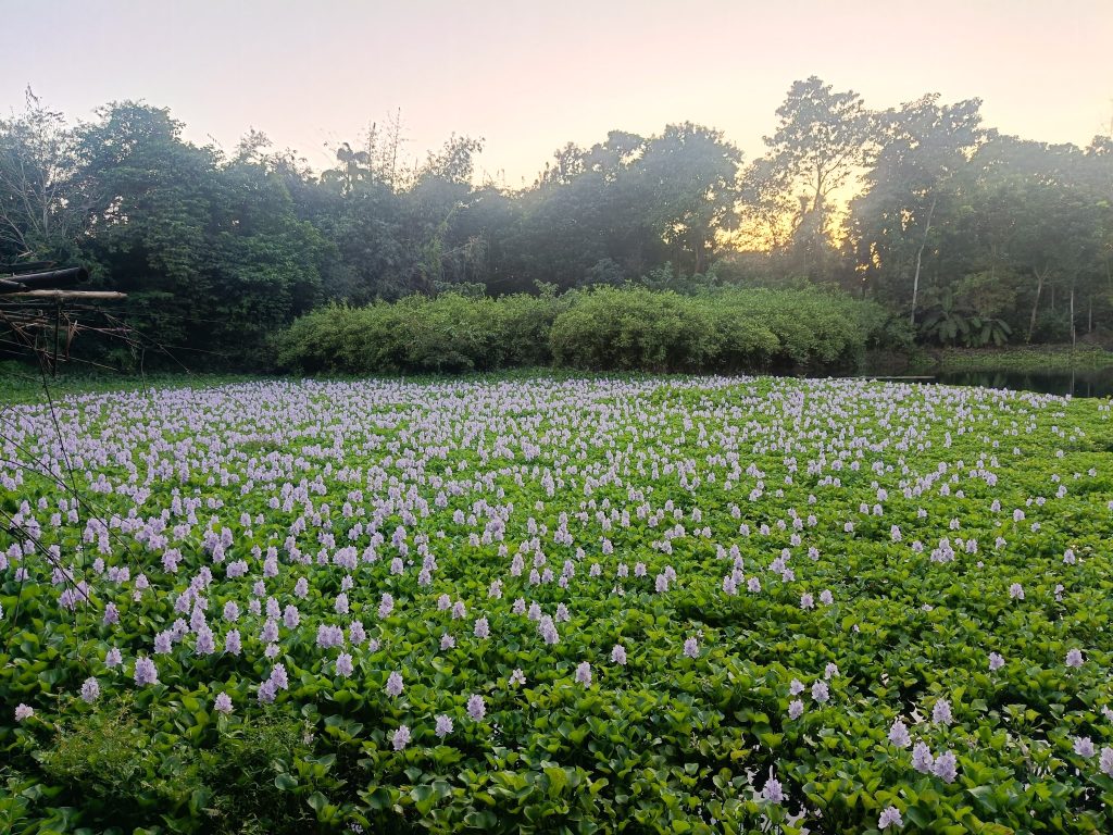 The Water Hyacinth: Bengal’s Beautiful Problem and Its Environmental Impact